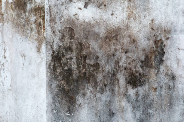 Best Basement Mold Removal  in Fowler, CA